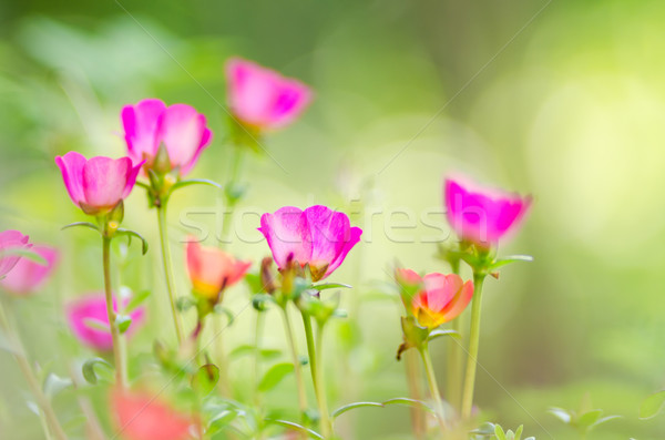 Stock fotó: Kicsi · virágoskert · természet · kert · szépség · növény