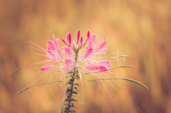 Cleome hassleriana or spider flower or spider plant Stock photo © sweetcrisis