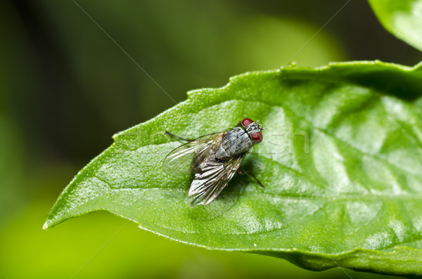 Foto stock: Voar · verde · natureza · cidade · casa