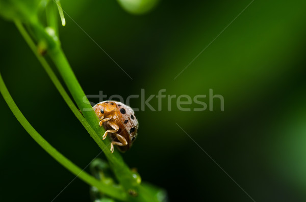 Oranje kever groene natuur tuin voorjaar Stockfoto © sweetcrisis