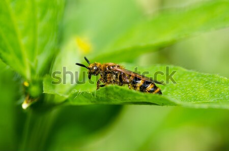 Foto stock: Amarelo · vespa · verde · natureza · jardim · abelha