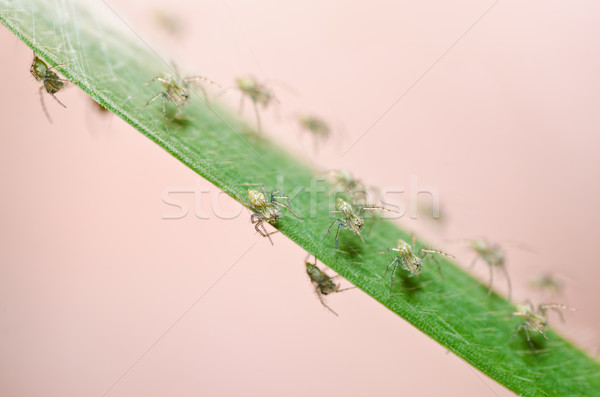 Bebek örümcekler doğa bahçe bahar yaz Stok fotoğraf © sweetcrisis
