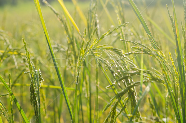 Rice field Stock photo © sweetcrisis