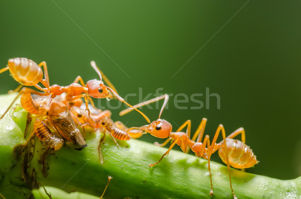 增加至灯箱 商业照片 #3638193red ant and aphid on the leaf 由