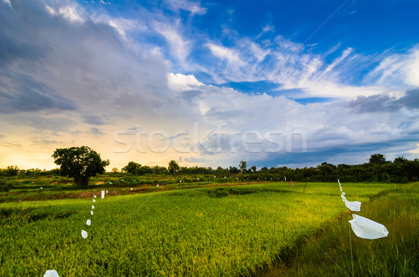 Rice field Stock photo © sweetcrisis