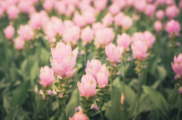 Curcuma alismatifolia or Siam tulip or Summer tulip vintage Stock photo © sweetcrisis