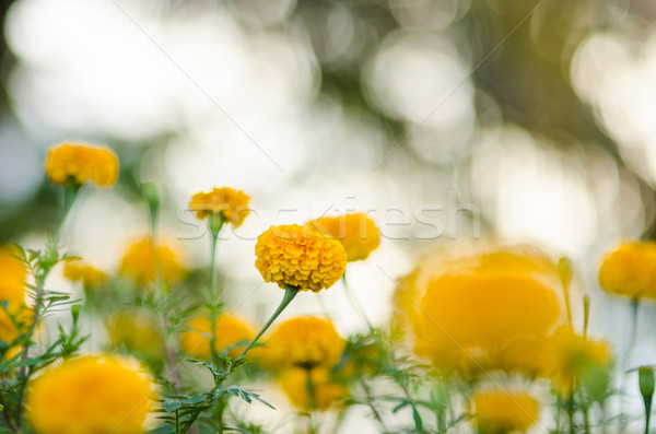 Fleur nature jardin tête usine Asie [[stock_photo]] © sweetcrisis