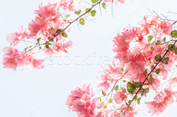 бумаги цветы саду природы парка весны Сток-фото © sweetcrisis