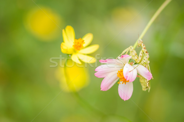 Fleur jaune jardin nature parc [[stock_photo]] © sweetcrisis