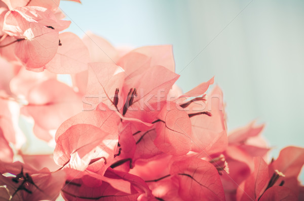Papieru kwiaty vintage ogród charakter parku Zdjęcia stock © sweetcrisis
