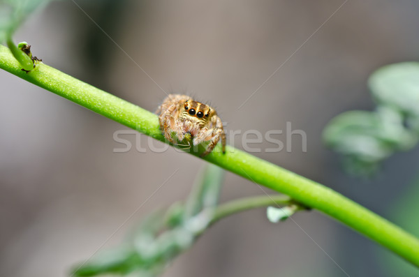 Springen Spinne grünen Natur Wald Frühling Stock foto © sweetcrisis