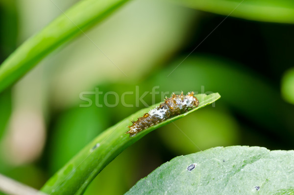 worm in garden or in green nature Stock photo © sweetcrisis