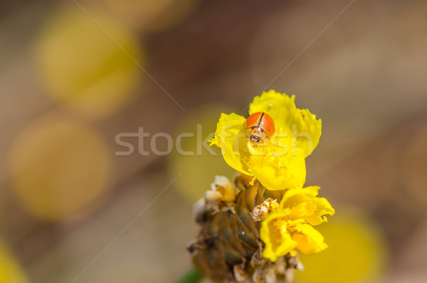 Kicsi katicabogár sárga virág növény természet narancs Stock fotó © sweetcrisis
