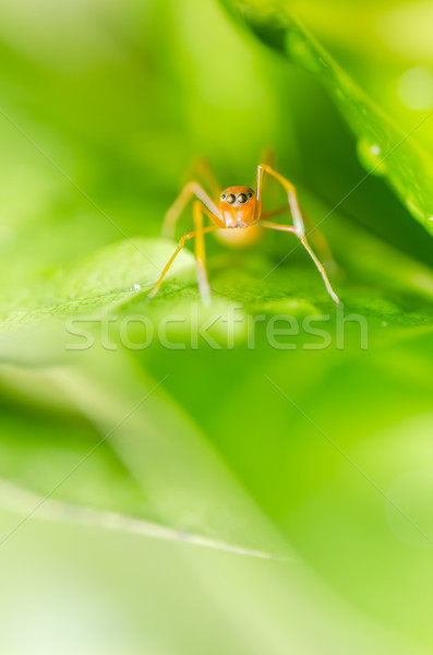 Ant mimic spider Stock photo © sweetcrisis