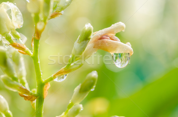 Grass and water drops Stock photo © sweetcrisis