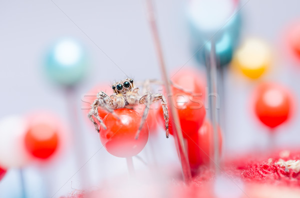 Spider красочный макроса выстрел страхом ужас Сток-фото © sweetcrisis