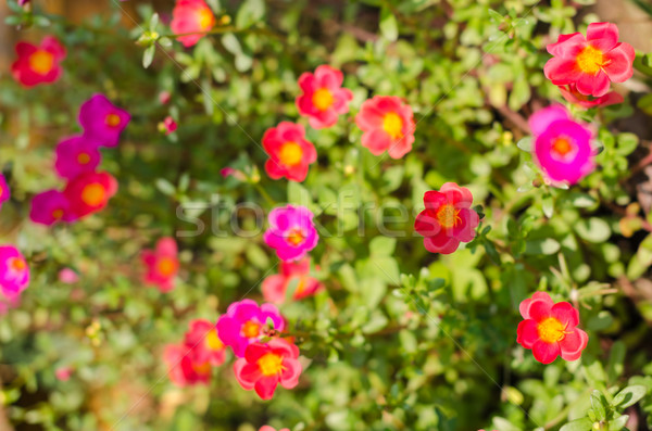 小 庭園 性質 花園 美女 植物 商業照片 © sweetcrisis