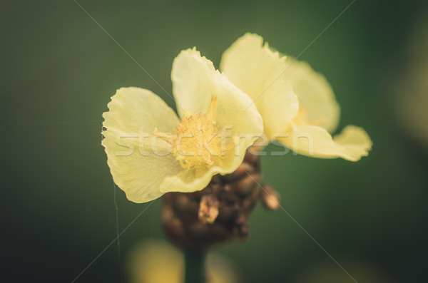 Xyris yellow flowers vintage Stock photo © sweetcrisis