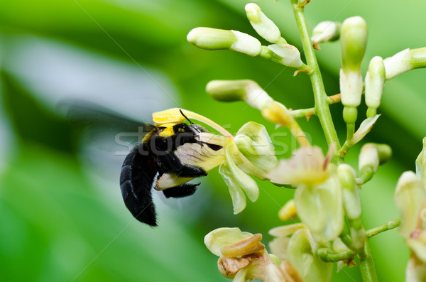 Carpenter bee in the nature Stock photo © sweetcrisis
