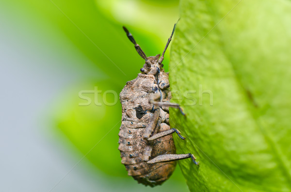 Bruin kever groene natuur bos voorjaar Stockfoto © sweetcrisis