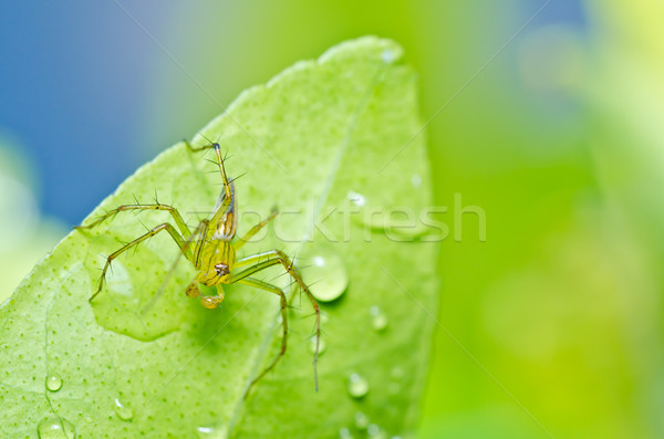 Długie nogi pająk zielone charakter lasu wiosną Zdjęcia stock © sweetcrisis