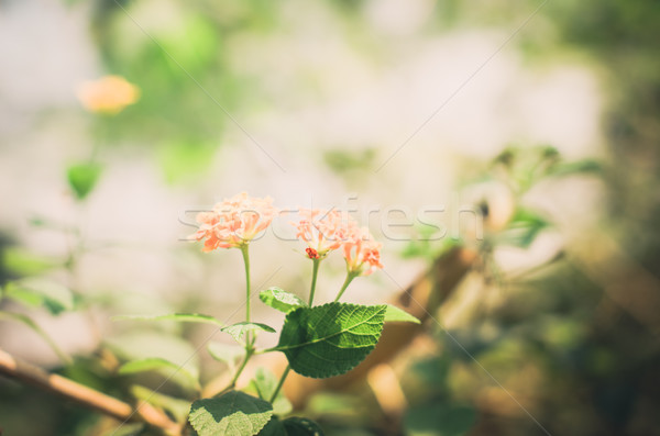 Stockfoto: Wild · salie · doek · goud · vintage · bloementuin