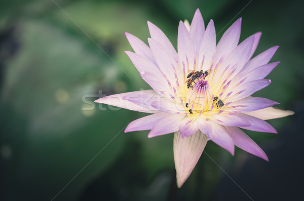 Lotus or Water lily flower vintage Stock photo © sweetcrisis