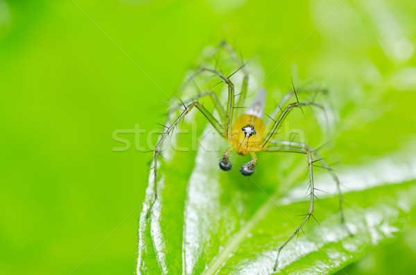 Uzun bacaklar örümcek yeşil doğa bahçe bahar Stok fotoğraf © sweetcrisis