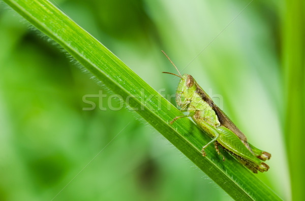 grasshopper macro in green nature  Stock photo © sweetcrisis