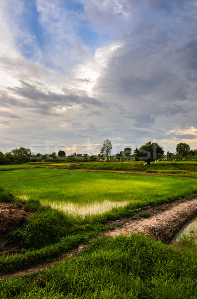 Rice field Stock photo © sweetcrisis