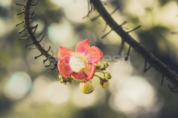 Cannonball flower vintage Stock photo © sweetcrisis
