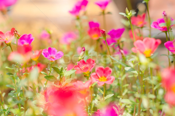 商業照片: 小 · 庭園 · 性質 · 花園 · 美女 · 植物