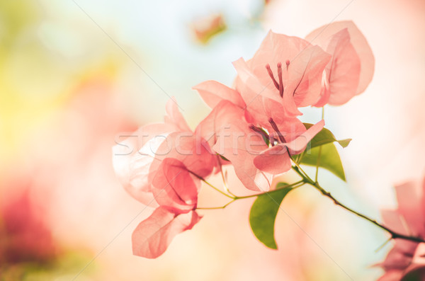 Stock photo: Paper flowers or Bougainvillea vintage