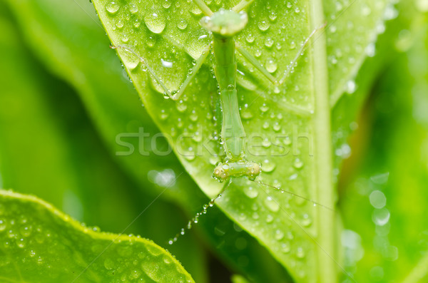 Kicsi sáska zöld természet kert levél Stock fotó © sweetcrisis