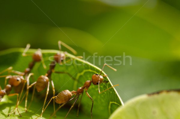 Roşu furnici munca in echipa constructii acasă lucrător Imagine de stoc © sweetcrisis