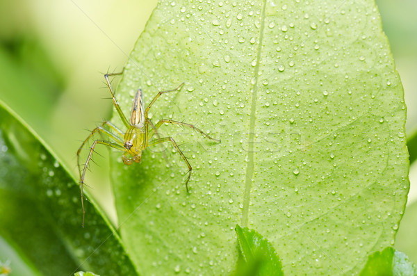 商業照片: 長腿 · 蜘蛛 · 綠色 · 性質 · 森林 · 花園