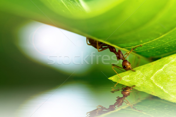 Foto stock: Vermelho · formiga · poderoso · verde · natureza · trabalhador