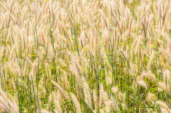 Unkraut Natur Blume grünen Liebe Gras Stock foto © sweetcrisis