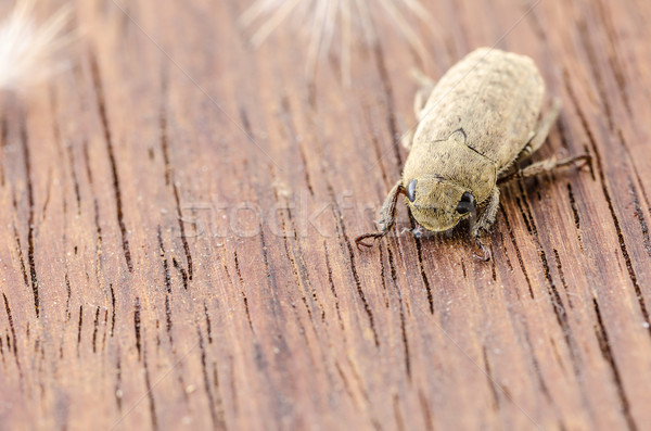 Brown Scarab or beetle Stock photo © sweetcrisis