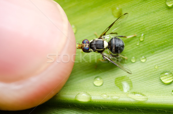 Hover files in the nature Stock photo © sweetcrisis