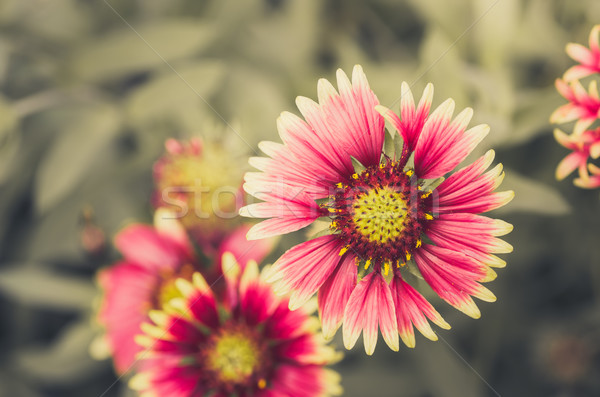 Foto stock: Vermelho · flor · amarela · jardim · vintage · natureza · parque