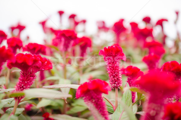 Rood wol bloemen bloem bloementuin natuur Stockfoto © sweetcrisis