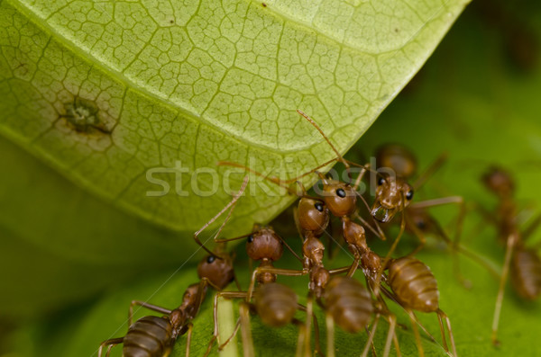 Foto stock: Vermelho · formigas · trabalho · em · equipe · edifício · casa · trabalhador