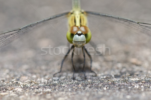 Libelle Garten grünen Natur schönen Insekt Stock foto © sweetcrisis