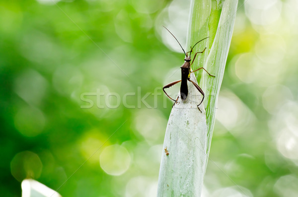 daddy-long-legs in green nature Stock photo © sweetcrisis
