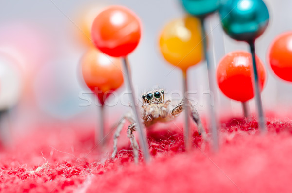 Spider красочный макроса выстрел страхом ужас Сток-фото © sweetcrisis