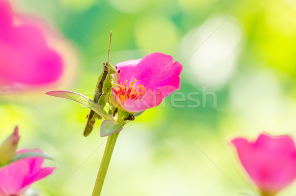 小 庭園 性質 花園 美女 植物 商業照片 © sweetcrisis