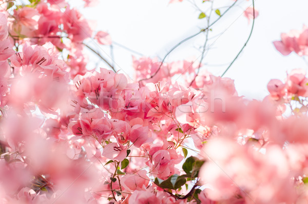 Papier bloemen tuin natuur park voorjaar Stockfoto © sweetcrisis