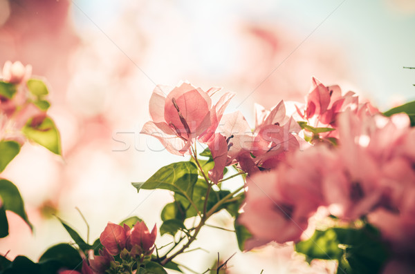 紙 花卉 復古 花園 性質 公園 商業照片 © sweetcrisis