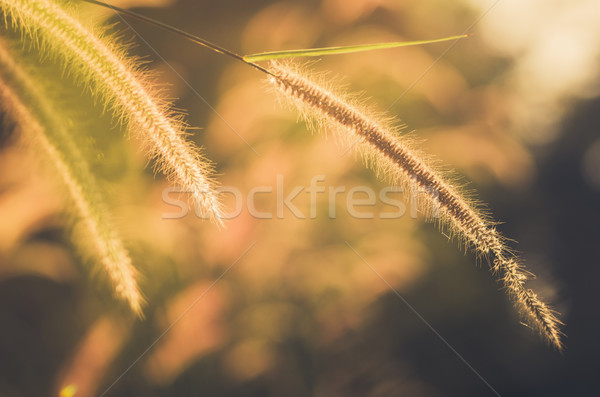 Zwerg Gras Jahrgang Unkraut Pflanzen Blumen Stock foto © sweetcrisis